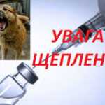Кому потрібна профілактична вакцинація проти сказу?