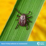 Увага! Кліщі вийшли на полювання!