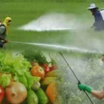 Пестициди – чи здатні вони нашкодити?