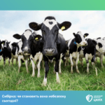 Сибірка: чи становить вона небезпеку сьогодні?