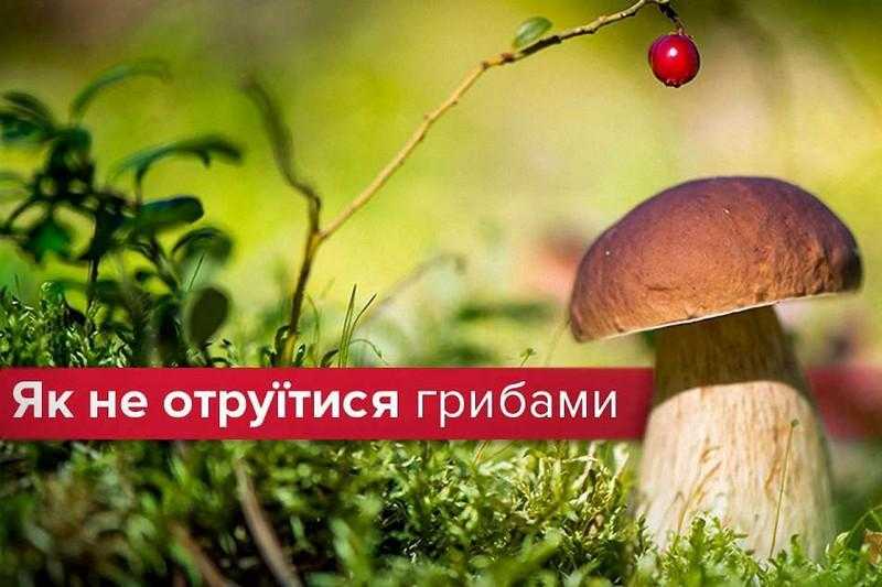 Як не отруїтися грибами?